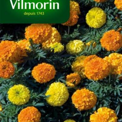 Tagetes (Afrikaantjes) Laag Gemengd 