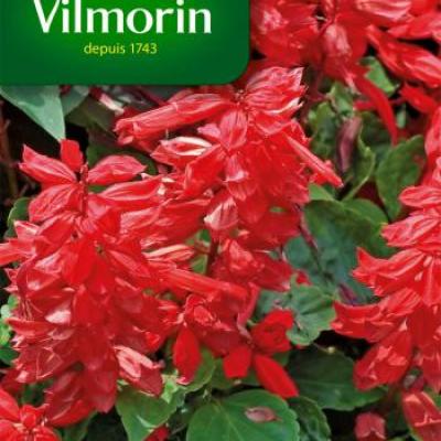 Salvia Vuurgloed 