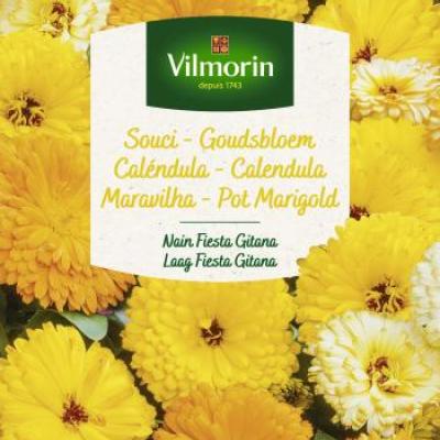 Goudsbloem Laag Fiesta Gitana