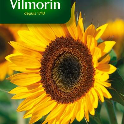 Dwergzonnebloem Sunspot