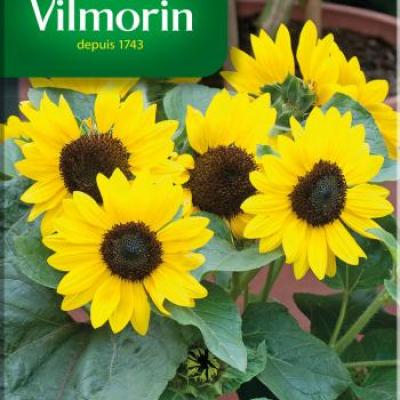 Zonnebloem Suntastic F1