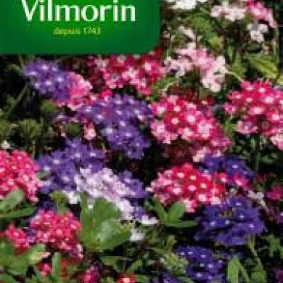 Verbena Brio Gemengd