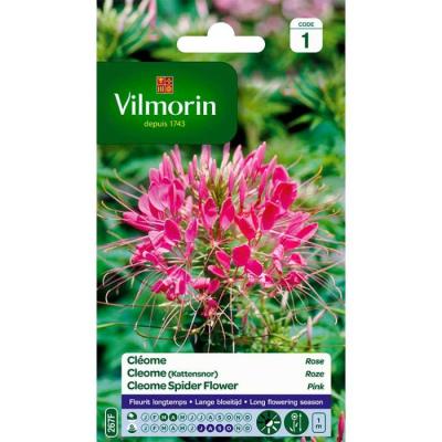 Cleome (Kattensnor) Rose