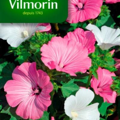 Lavatera Grootbloemig Gemengd