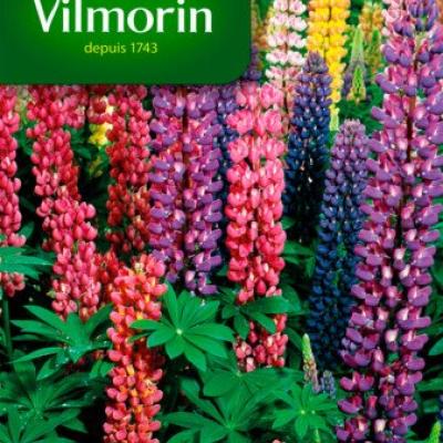 Lupine Russel Gemengd