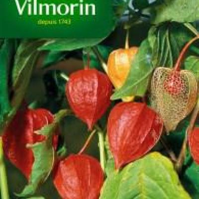 Physalis Chinese Lantaarn
