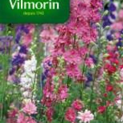 Ridderspoor Delphinium Hoge Dubbel Gemengd