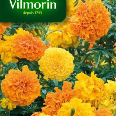 Tagetes Grootbloemig Dubbel Gemengd
