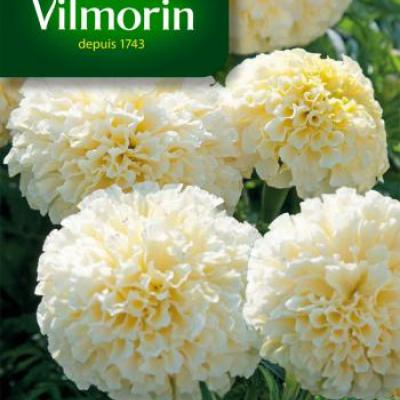 Tagetes Kilimanjaro Wit