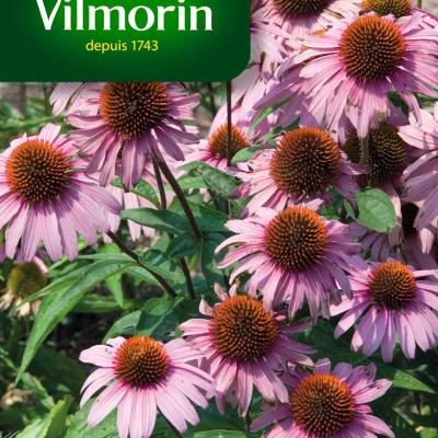 Rudbeckia Paars Magnus