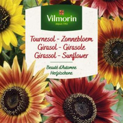 Zonnebloem herfstzonnebloem