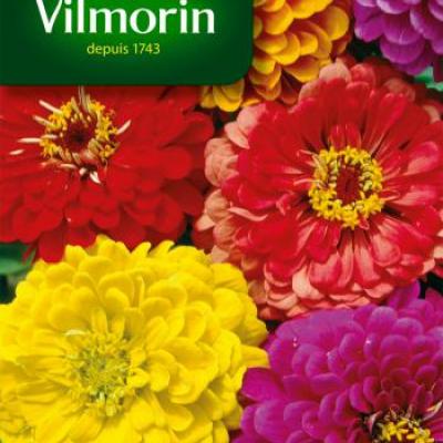 Zinnia Californische Reuzen