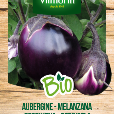 Aubergine Violetta Di Firenze BIO