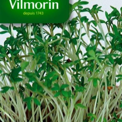 Tuinkers Gewone Alenois