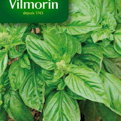 Basilicum 'Feuille Laitue'