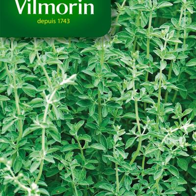 Oregano Marjolein Doorlevend