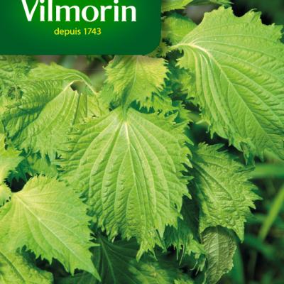 Shiso Japanse peterselie