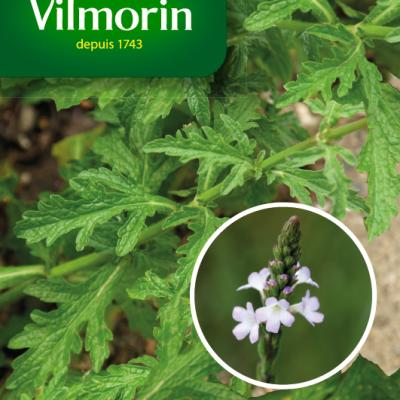 Verbena Officinalis