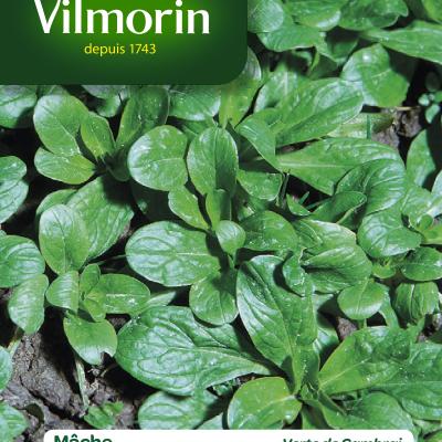 Veldsla Groene Van Cambrai 15g