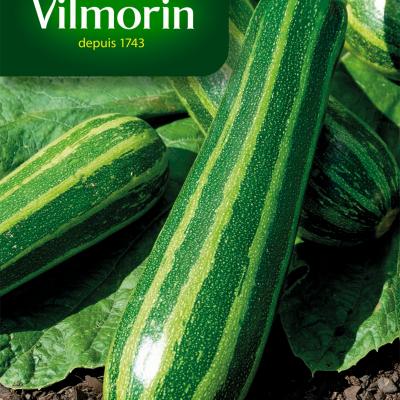 Courgette Coucourzelle