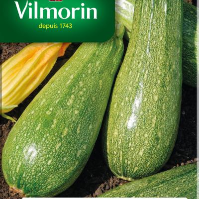 Courgette Groene Kleine Van Algerije