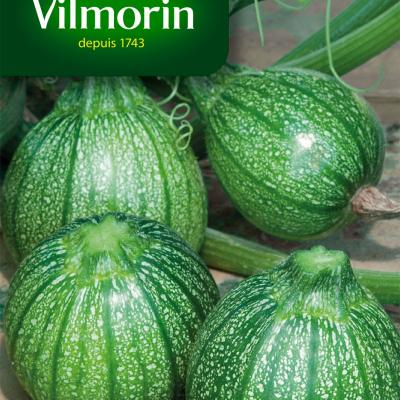 Courgette Ronde Van Nice