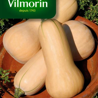 Pompoen Waltham Butternut