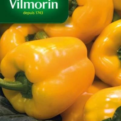 Paprika Quadrato Giallo