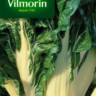 Snijbiet (Warmoes) Groene witribbige 3