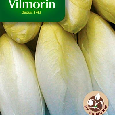 Witloof Crenoline HF1