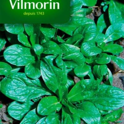 Veldsla Groene Van Cambrai