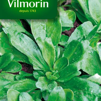 Veldsla Groene Volhart