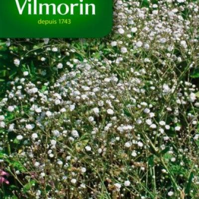 Gypsophila Enkelv Wit