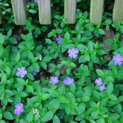 Vinca minor