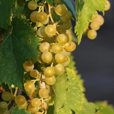 Vitis 'Moscatel'