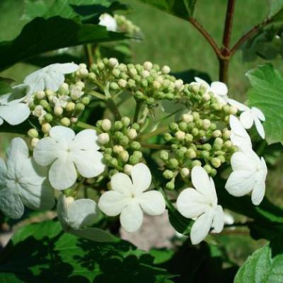 Viburnum opulus 'Compactum'