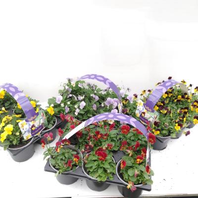 Viola endurio 6-pack