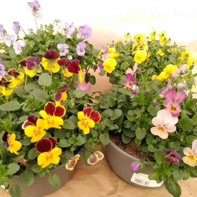 Mix van Viola Endurio in een schaal  20 cm
