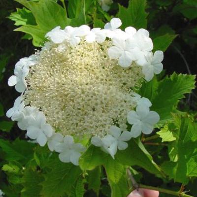 Viburnum opulus