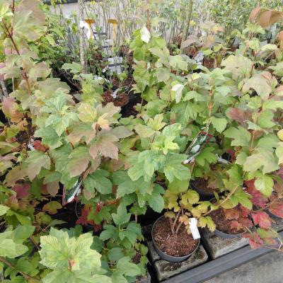 Viburnum opulus 'Roseum'