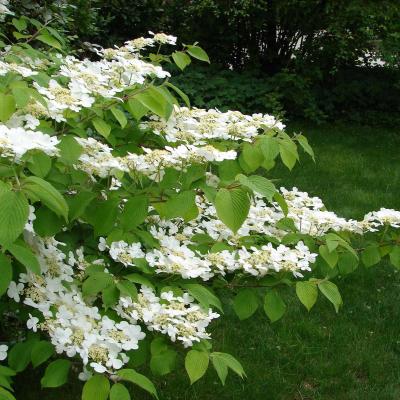 Viburnum plicatum 'Cascade'