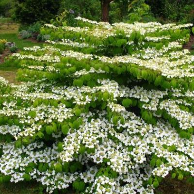 Viburnum plicatum 'Mariesii'