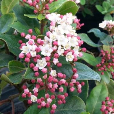 Viburnum tinus 'Eve Price'