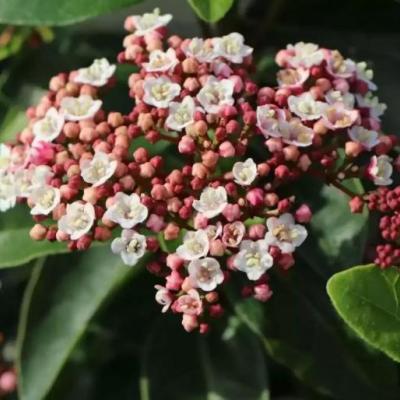 Viburnum Tinus ´Lisa Rose´