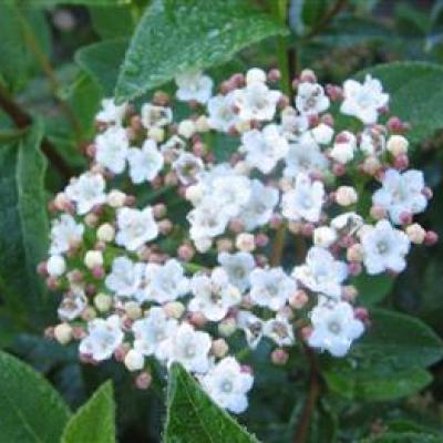 Viburnum tinus 'Quimper'