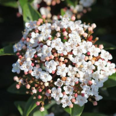 Viburnum Tinus ´Spirit'