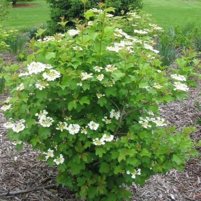 Viburnum trilobum 'Wentworth'  ®