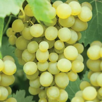 Vitis vinifera Fanny