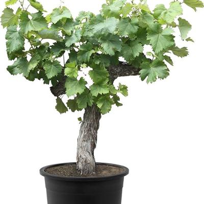 Vitis vinifera 'Bonsai'  