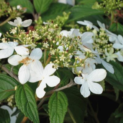 Viburnum plicatum 'Watanabe'